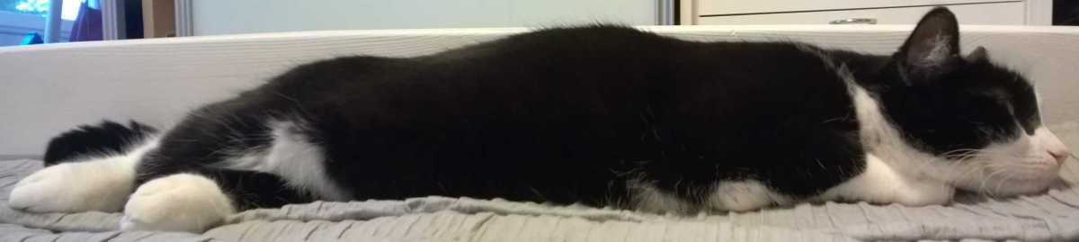 murzik-20180824-WA0001.jpg 71kB