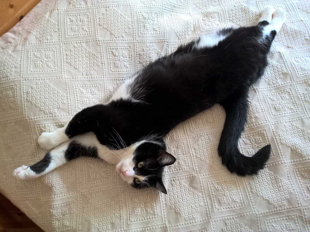 murzik_20170801_15_19_59.jpg 136kB